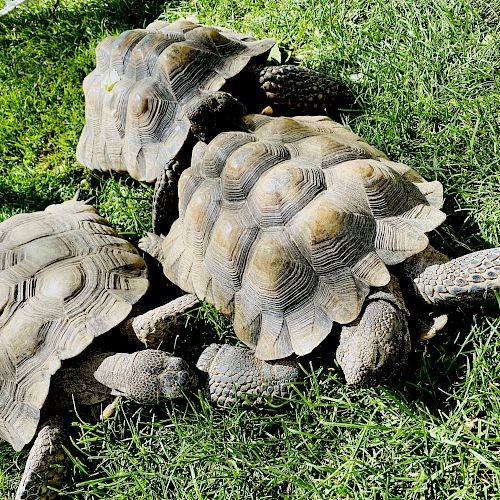 Several tortoises are gathered on a grassy area.