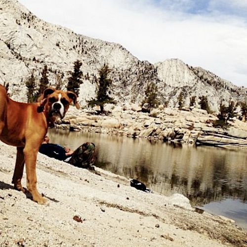 A dog standing on a rocky shore next to a calm mountain lake with trees and rugged mountains in the background.