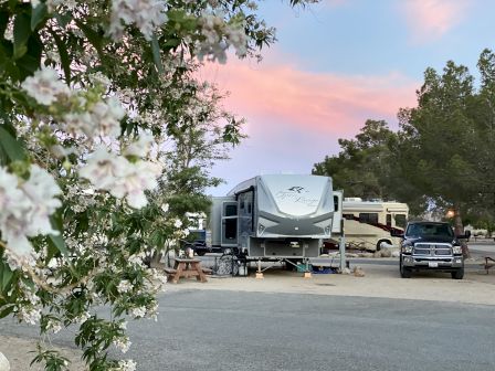 Camping scene with a trailer, an SUV, and RVs parked among trees under a pastel sunset, framed by white blossoms on the left side.