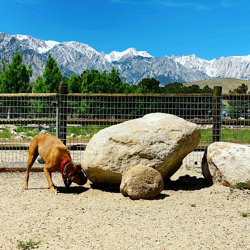 A dog with a red collar is sniffing the ground near large rocks in a fenced outdoor area, with mountains and a clear blue sky in the background.