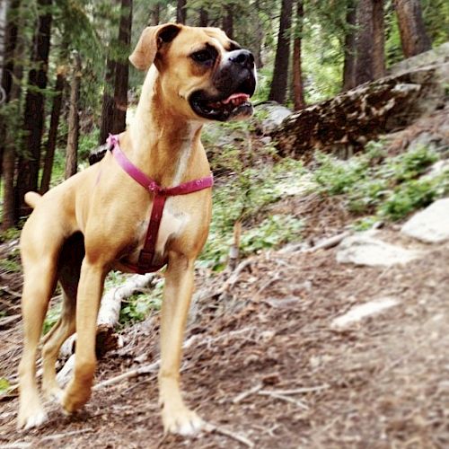 A dog with a pink harness stands on a forest trail, surrounded by trees and foliage, looking alert and curious.