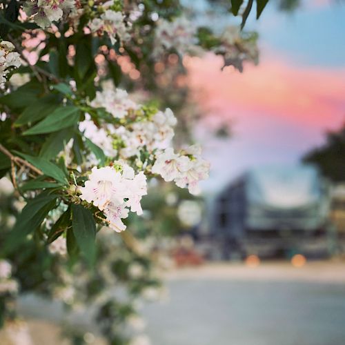 A branch with white flowers in focus in the foreground, with blurred vehicles and a colorful sunset sky in the background.