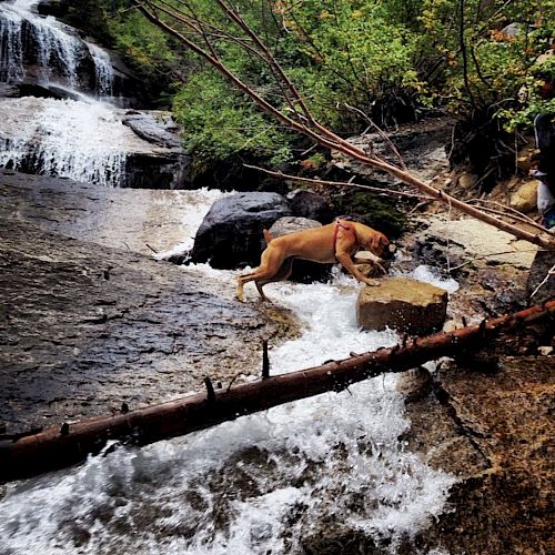 A dog is enjoying a natural outdoor setting, drinking from a stream near a waterfall, surrounded by rocks and lush greenery.