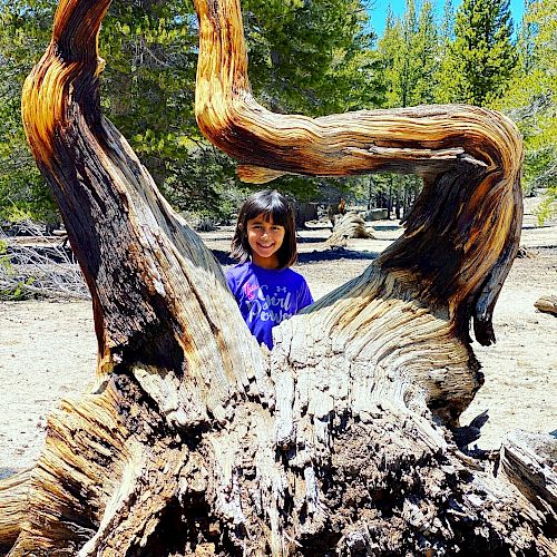 A child stands behind a large, gnarled tree trunk in an outdoor setting with trees in the background on a sunny day.