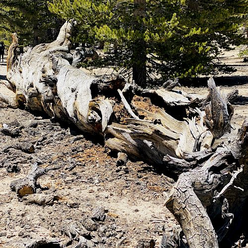 The image shows a large fallen tree trunk in a forested area with people walking in the background among the trees and the ground covered in debris.