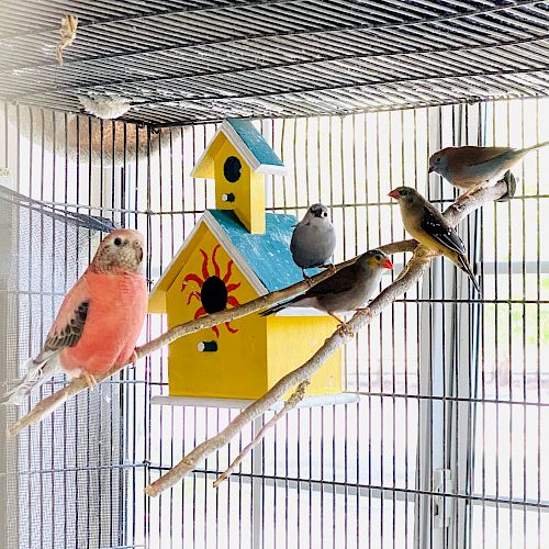 The image shows several colorful birds perched inside a birdcage with a yellow birdhouse decorated with a sun design in the background.