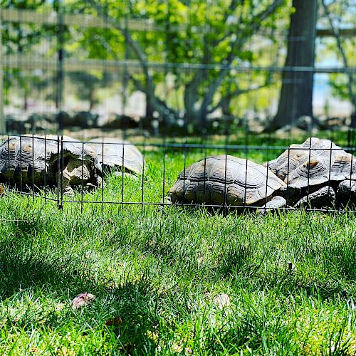 The image shows two tortoises inside a fenced grassy area, with trees and a larger fenced enclosure in the background.