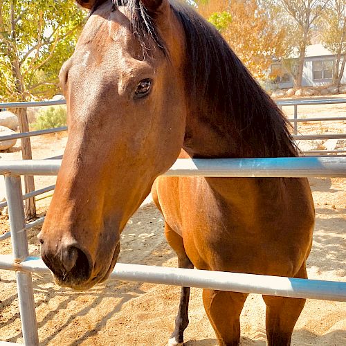 The image shows a brown horse standing behind a metal fence in an outdoor enclosure on a sunny day.