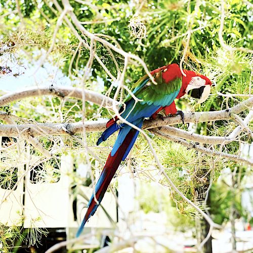 A colorful parrot, perched on a tree branch surrounded by green foliage, stands out with its vibrant red, blue, and green feathers, soaking in the sunlight.