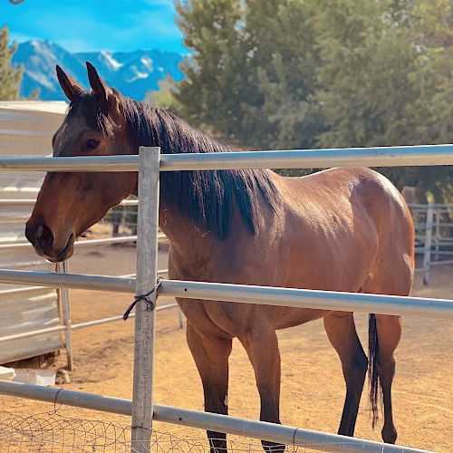 A brown horse stands in a fenced enclosure on a sunny day, with trees and mountains visible in the background.