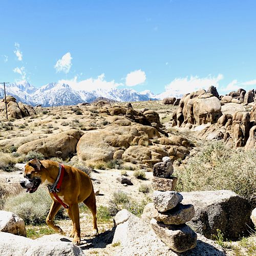 A dog wearing a harness stands in a rocky, mountainous desert landscape with cairns in the foreground and snow-capped mountains in the background.