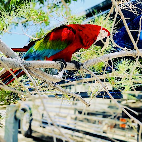 The image features a colorful parrot with red, green, and blue feathers perched on a tree branch in an outdoor setting with blurred background elements.