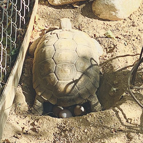 A tortoise is digging a hole in the dirt near some rocks and a metal fence. The tortoise appears to be creating a nest or burrow.