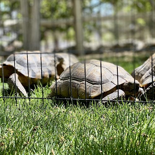 The image shows three tortoises behind a wire fence, grazing on green grass in an outdoor setting.
