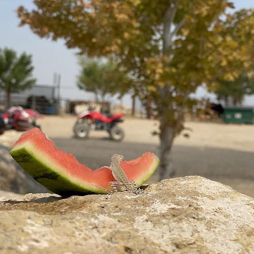 A lizard sits on a rock next to a slice of watermelon with a bite taken out. In the background, there are trees, a person, and several ATVs.