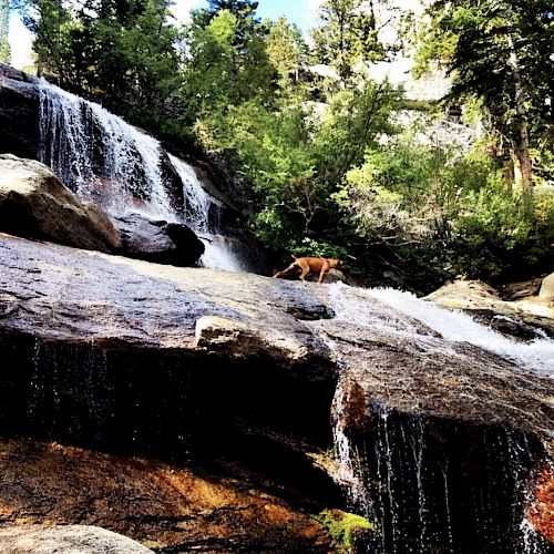 A scenic view of a waterfall cascading over rocks with lush green trees in the background and a deer standing on the rocky slope.