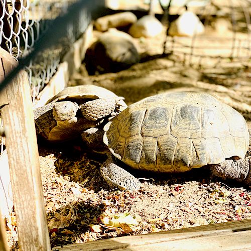 The image shows two large tortoises in a fenced, sandy enclosure with a wooden border. The area appears to be sunny and well-maintained.