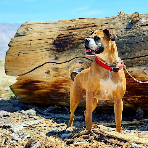 A dog with a red collar stands alert in front of a large fallen log in a sunny, outdoor setting.