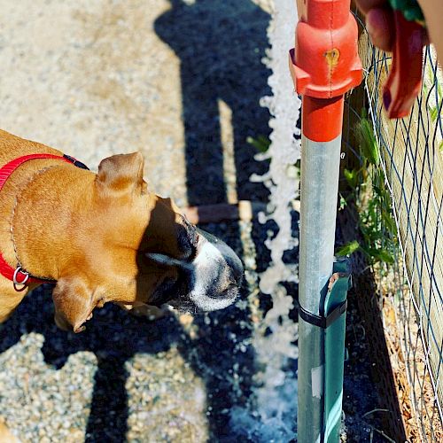 A dog, wearing a red collar, is drinking water from a hose held by a person next to a fence on a sunny day.