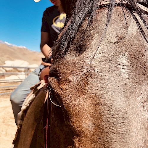 A close-up of a horse's face with a person wearing a cowboy hat riding it. The background shows a blue sky and mountainous terrain.