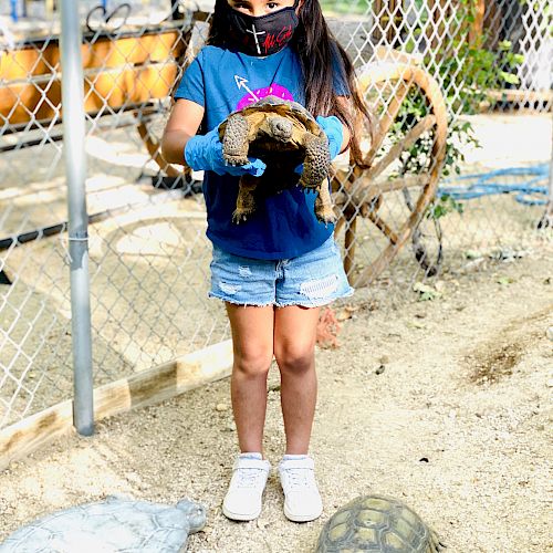A person wearing a mask and gloves is holding a tortoise with two more tortoises on the ground nearby, in an outdoor enclosure.