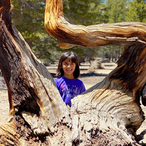 A person in a purple outfit is standing behind a large, weathered tree stump in a forested area with a blue sky overhead.