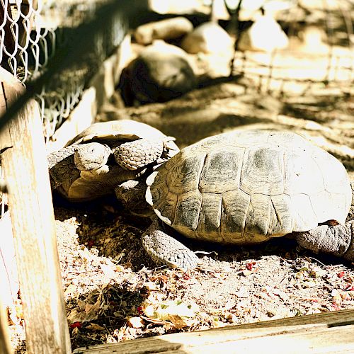 Two turtles are on the ground in a fenced enclosure, basking in the sunlight. The background shows more rocks and shaded areas.