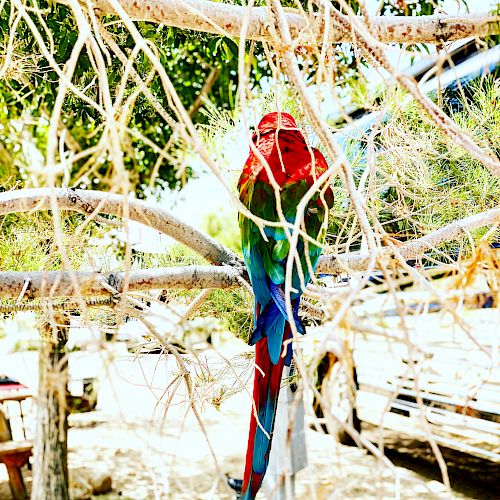 A colorful parrot is perched on a tree branch, surrounded by dry twigs and leaves, with a background of trees and a vehicle.