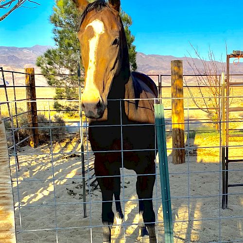 The image shows a brown horse with a white blaze on its face, standing in a fenced area with a backdrop of trees and a bright blue sky.